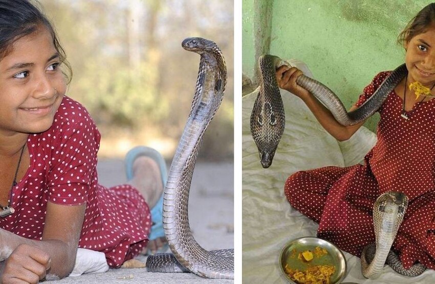История, поразившая мир: маленькая девочка спит вместе с кобрами