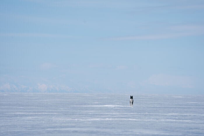 Фотограф отправился на Байкал - и сделал удивительные фото нерп