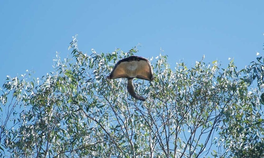 Гигантские летучие кускусы: Самый большой сумчатый планер. Жаль только, что от их популяции осталось меньше 10%