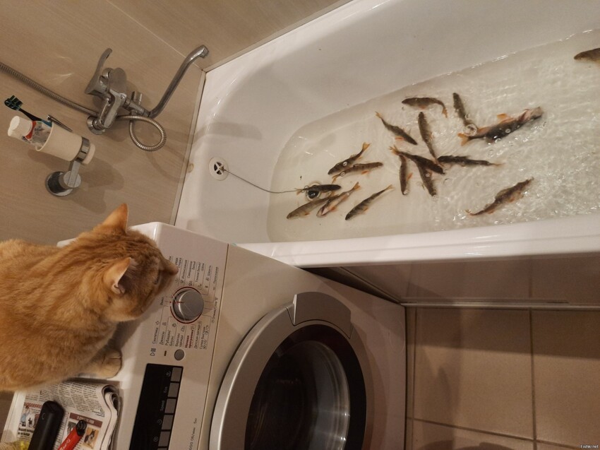 А у нас сегодня рыбов показывают))) кошка правда отказалась смотреть