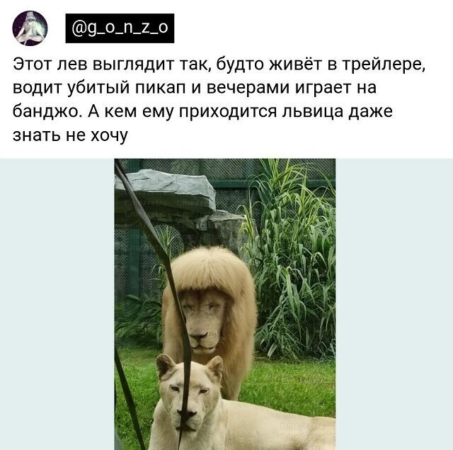 Скрины из соцсетей