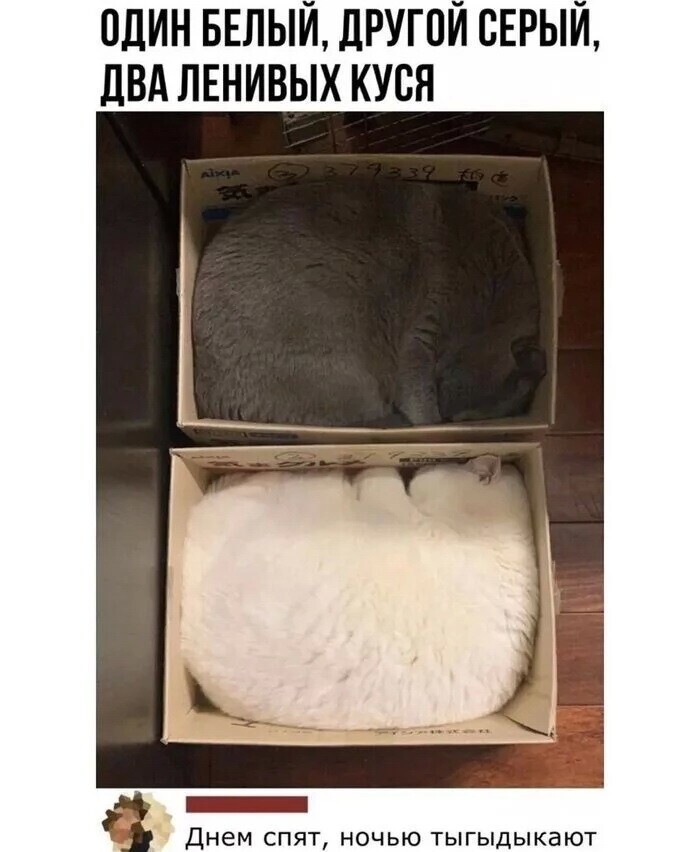 Скрины из соцсетей