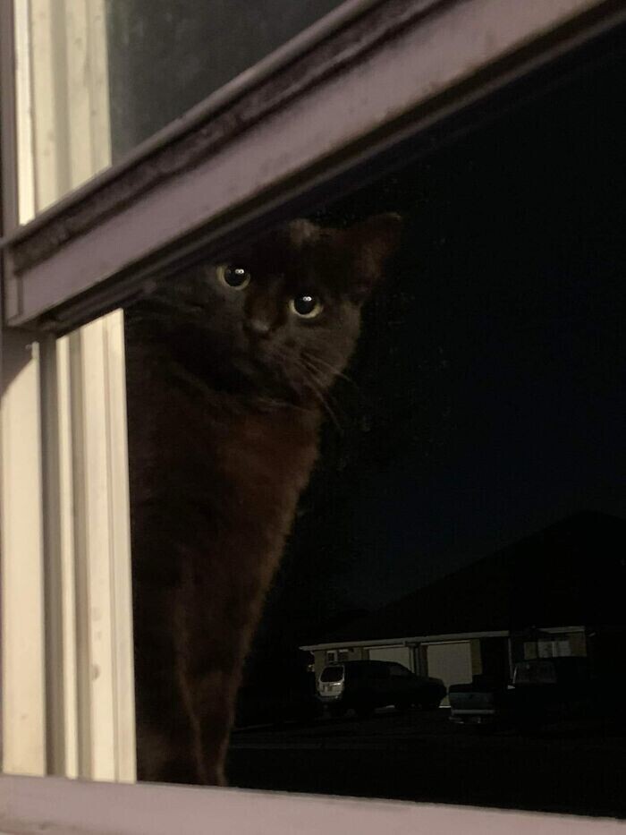 "Вот так за нами наблюдает соседский кот"