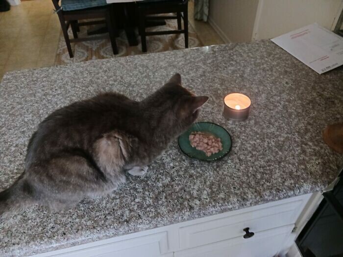 "Кормлю бездомных кошек у себя дома. Эта предпочитает есть в свете свечи"