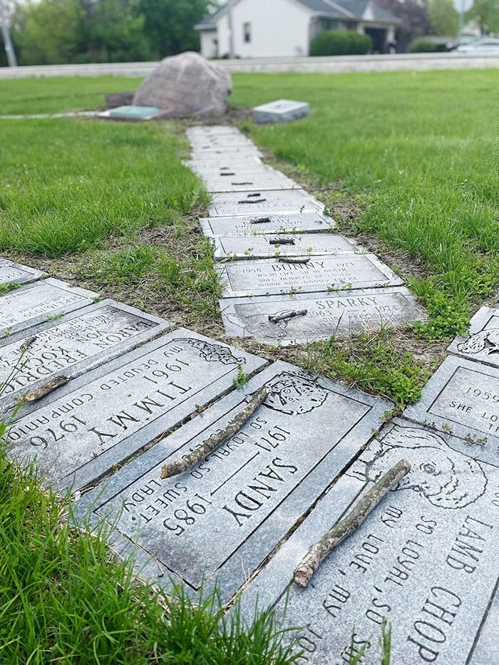 5. "Кто-то положил по маленькой палочке на каждую собачью могилу на этом кладбище"
