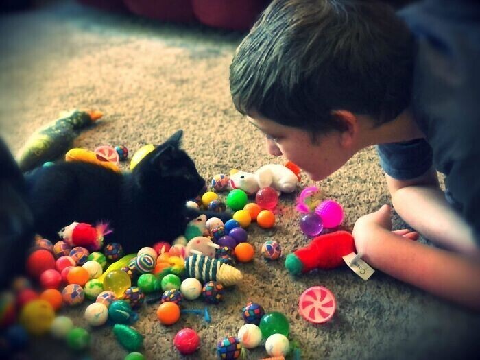 "Мой сын-аутист показывает нашему новому котенку свою коллекцию игрушек"