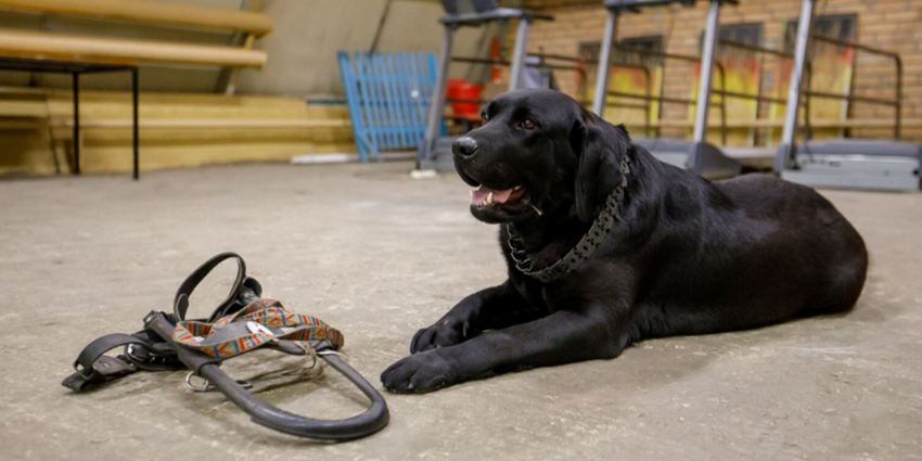 Четвероногие помощники: как готовят собак-проводников для незрячих людей⁠⁠