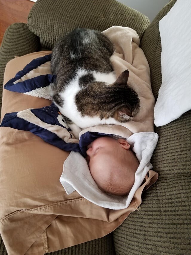 Кот считает себя ответственным за нашего малыша