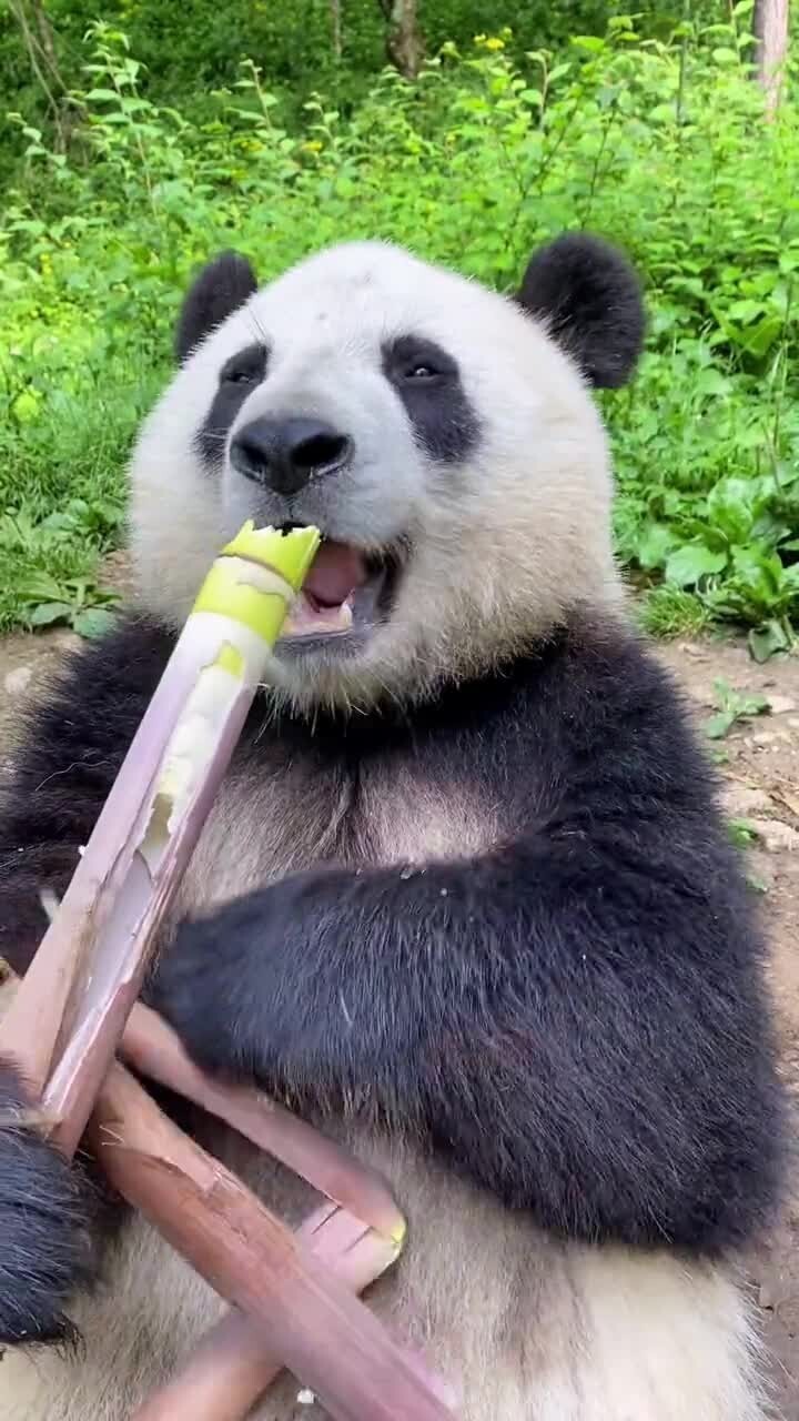 Быстро смотрим как кушает панда и спать 