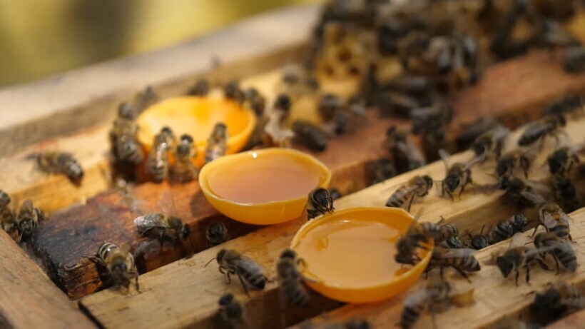 Какой мед выберут пчелы — домашний или магазинный