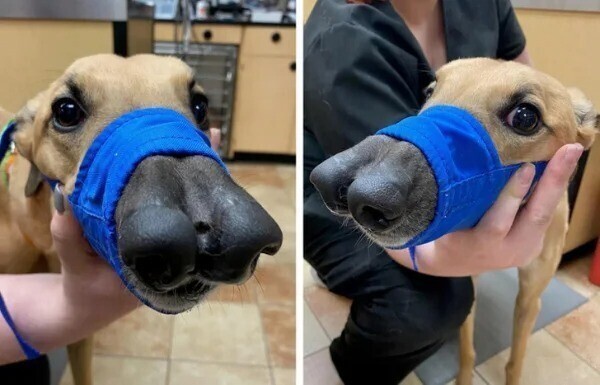 Эта собака родилась с двумя носами