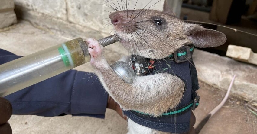 Крысы-спасатели: ученые обучили грызунов искать пострадавших под завалами