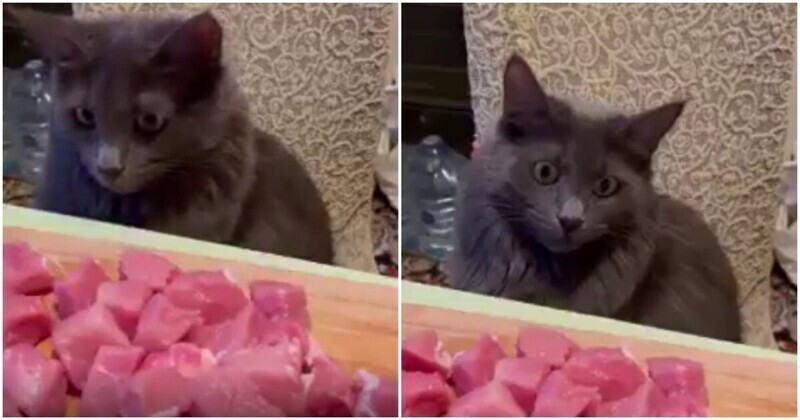 Взгляд кошки, которой запретили брать со стола мясо