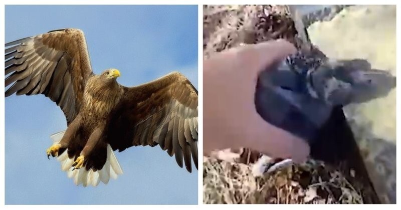 В Одинцово неравнодушный гражданин не дал строителям убить птенцов редкого орлана