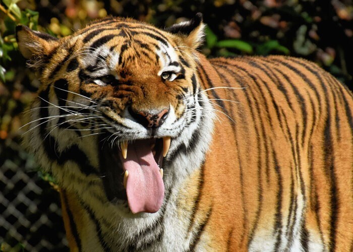 Шипы на языке тигра достаточно острые, чтобы снять кожу с мышц