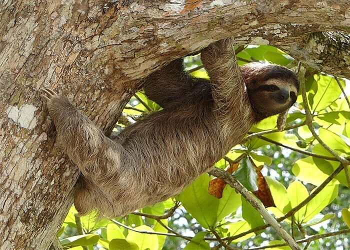 Ленивцы слишком ленивы даже для того, чтобы искать себе пару. В брачный сезон самка может сидеть на дереве и кричать, пока самец не услышит ее и сам не придёт спариваться