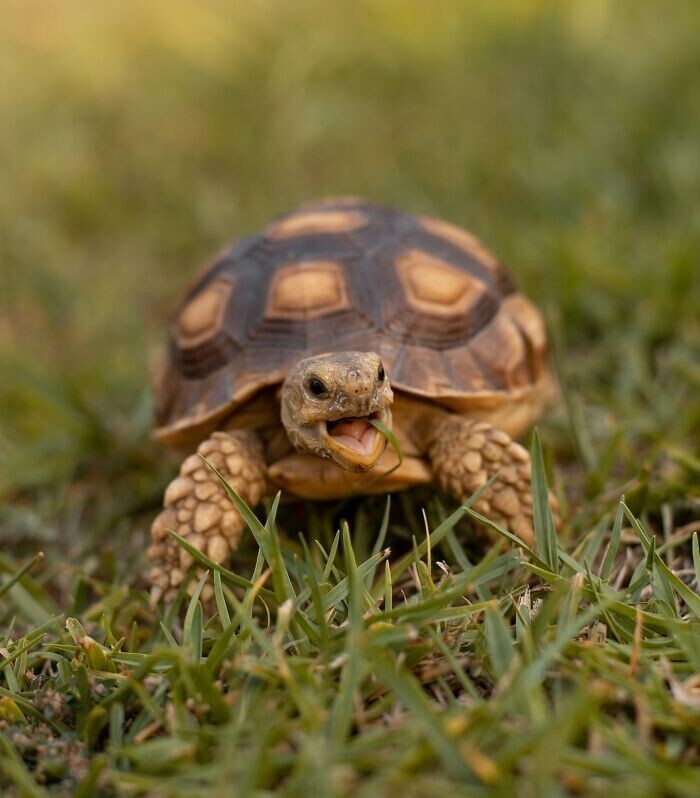 Черепахи могут дышать задним проходом