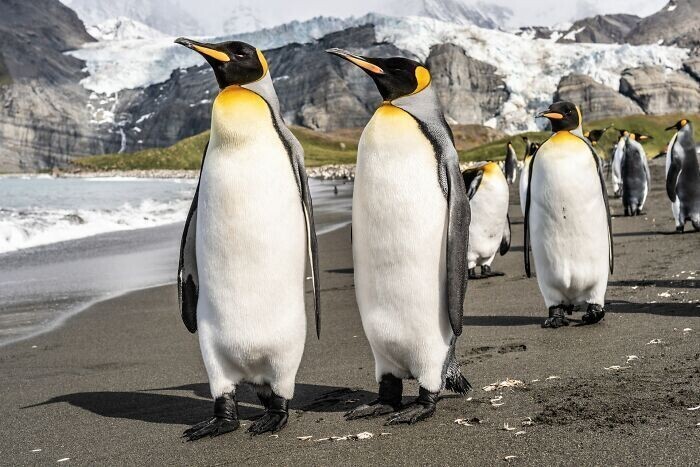 Пингвин может ни с того ни с сего покинуть колонию и в одиночестве направиться в другую сторону - почти как зомби. Пока ученые не нашли внятного объяснения этому поведению