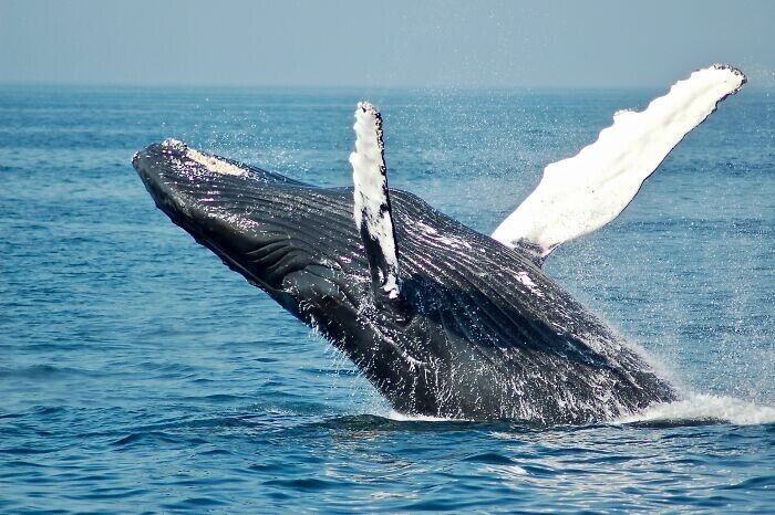 Молоко кита имеет консистенцию зубной пасты. Поэтому детеныши китов могут набирать вес со скоростью 4,5 кг в час