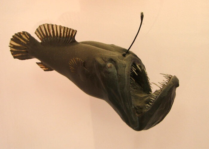 Глубоководные рыбы-удильщики с маленьким "фонариком" на голове - особи женского пола. Самцы гораздо меньше по размеру, и у них слабее развита челюсть