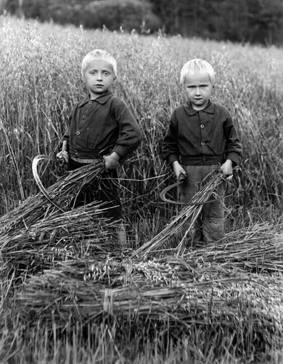  Мальчики вяжут овсяные снопы, Финляндия, 1930 год