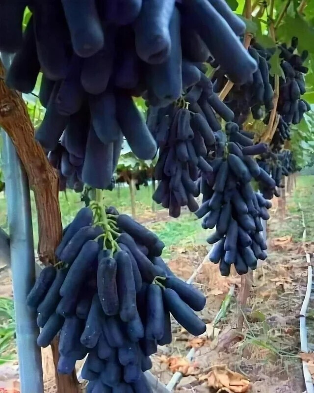 Сирийский виноград "Черный сапфир"