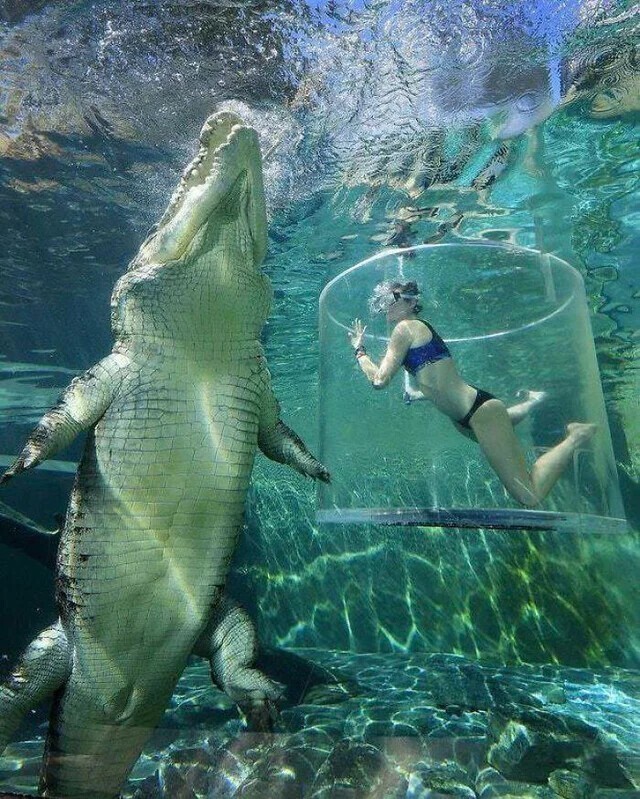 Взрослый австралийский морской крокодил в сравнении с человеком