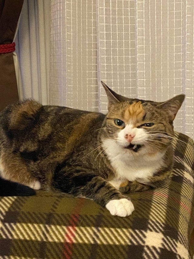 20 смешных фотографий котов, которых подловили во время чихания