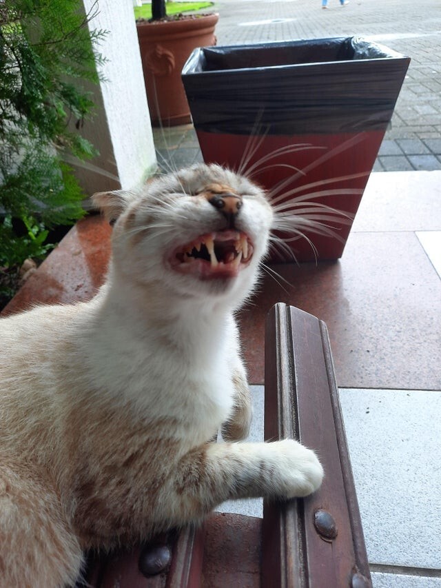 20 смешных фотографий котов, которых подловили во время чихания