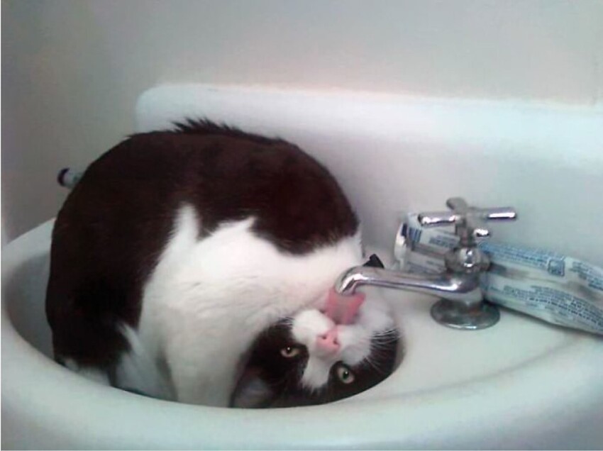 17 котиков, которые нежданно-негаданно сломались и полюбили водные процедуры