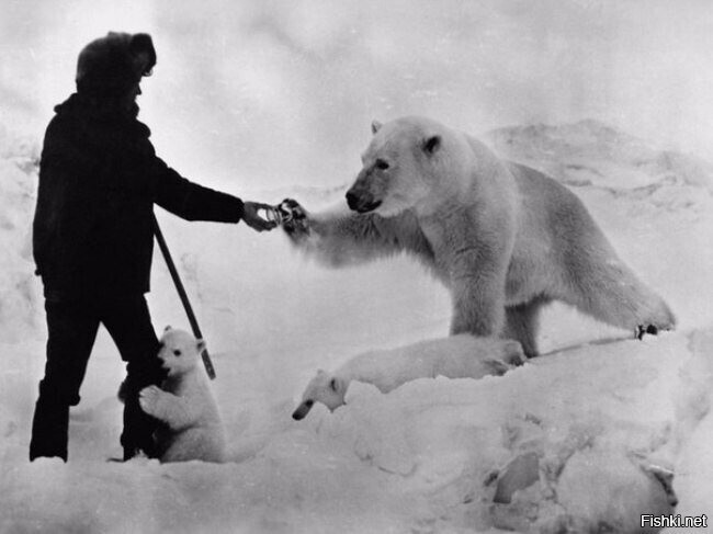 Полярники подкармливают голодную медведицу сгущенкой, СССР, 1980-е годы