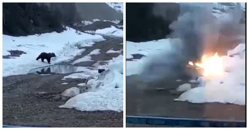 "Идиоты потому что": вахтовики в Якутии взорвали медведя и выложили видео в сеть
