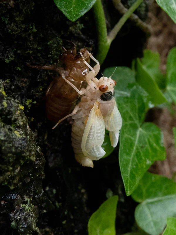 Почему американские цикады десятки лет прячутся в земле
