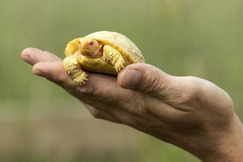 На свет появился белый детёныш черепахи — первый в своём роде