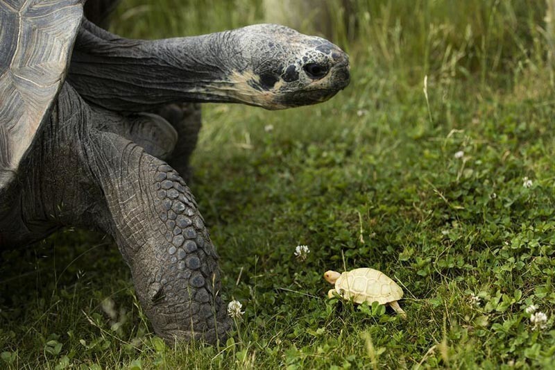 На свет появился белый детёныш черепахи — первый в своём роде