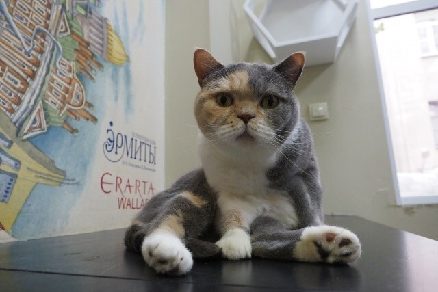 В Петербурге открылась первая в мире кошачья почта