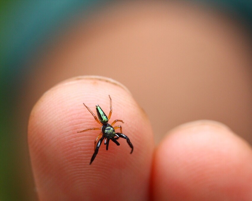 Багира киплинга: Единственный в мире травоядный паук и его бесконечное противостояние с муравьями