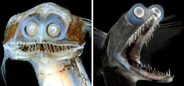 Гигантуры – глубоководные рыбы обладают пастью, рассчитанной на поедание добычи крупнее самого поедателя