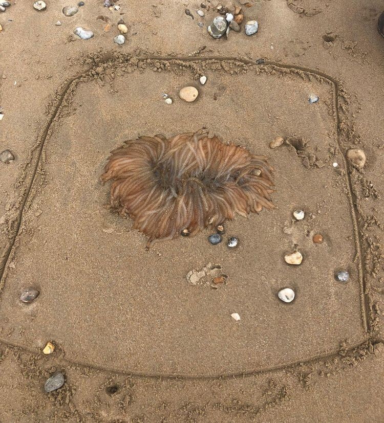 Так выглядят яйца кальмара, выброшенные на берег