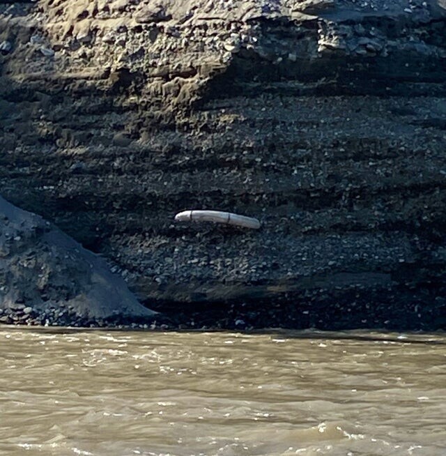 Настоящий бивень мамонта нашли на берегу реки, Аляска