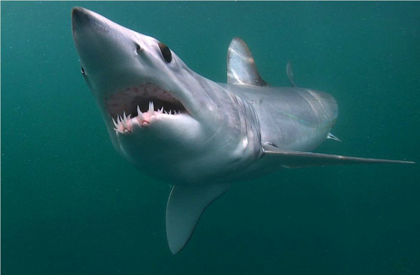 Акула-мако: Младшая сестра белой акулы. Разгоняется до 80 км/ч и обладает наибольшими мозгами среди других акул