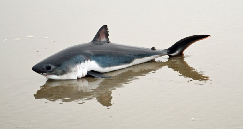 Акула-мако: Младшая сестра белой акулы. Разгоняется до 80 км/ч и обладает наибольшими мозгами среди других акул