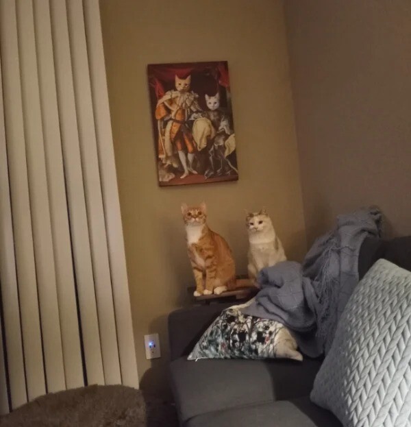 10. "Мои коты сидят перед их портретом"
