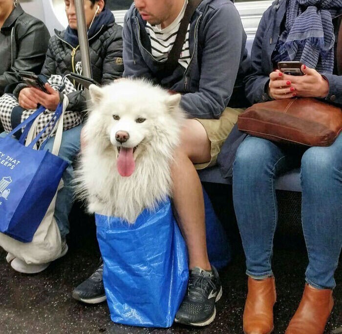 7. "Метро Нью-Йорка запретило собак, если они не "помещаются в сумке". Жители Нью-Йорка проявили творческий подход"