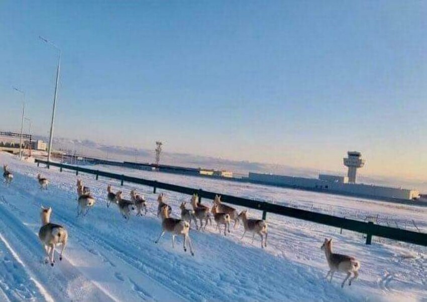 Дзерен: Один из двух видов антилоп в России. Супер выносливые животные проходят десятки километров ежедневно и живут при морозе в -40