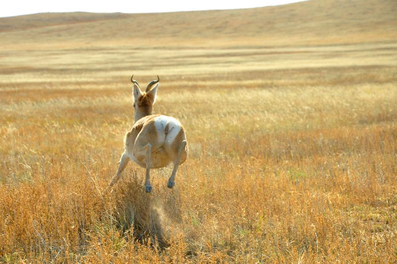 Дзерен: Один из двух видов антилоп в России. Супер выносливые животные проходят десятки километров ежедневно и живут при морозе в -40