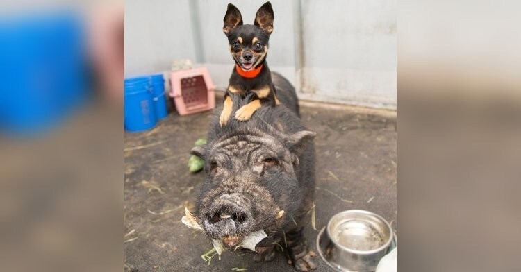 Тимон и Пумба: спасенные от жестоких хозяев пес и кабан нашли новый дом