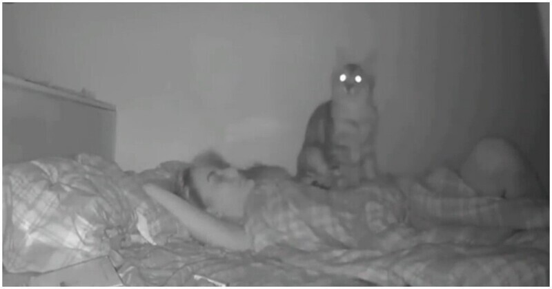 Девушка установила камеру, чтобы увидеть, что делает кошка пока она спит