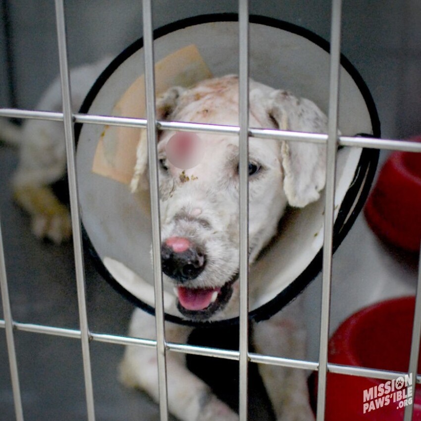 Благотворительная организация на Бали спасла и вылечила собаку с дырой в голове