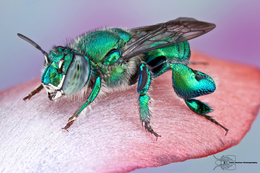 Пчёлы-парфюмеры: Не делают мёд, зато создают духи! Их самцы впечатляют самок запахами цветов, грибов, гниющей древесины и даже ядов!